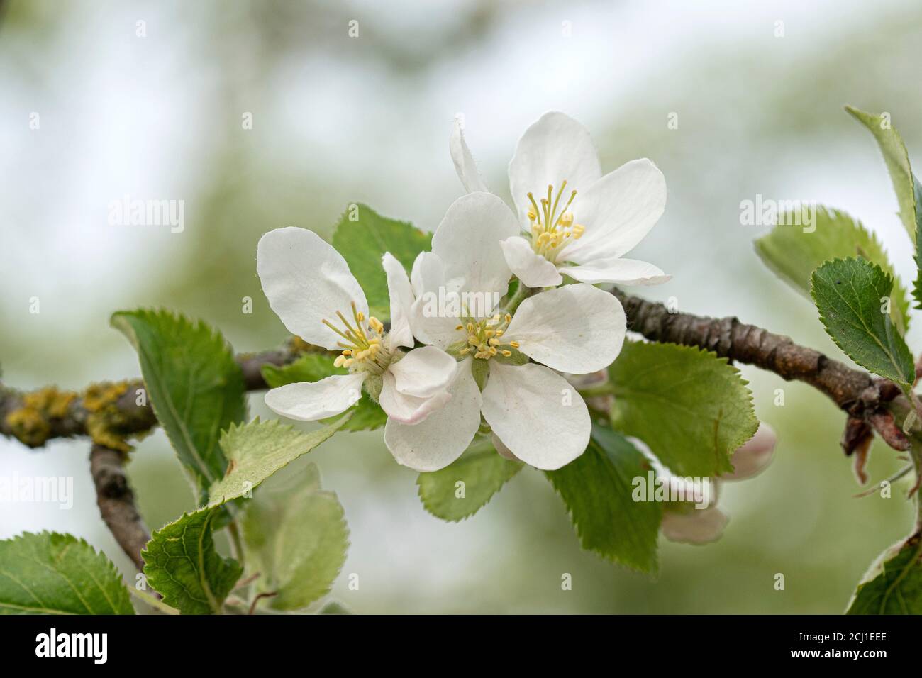 Ornamental apple tree (Malus pumila 'Dartmouth', Malus pumila Dartmouth), flowers of cultivar Dartmouth Stock Photo