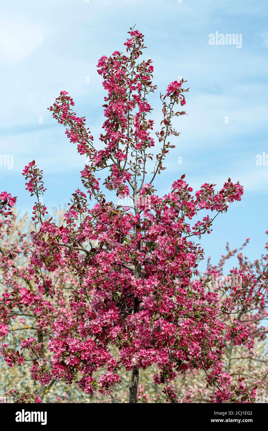 Ornamental apple tree (Malus 'Rudolph', Malus Rudolph), blooming branch of cultivar Rudolph Stock Photo