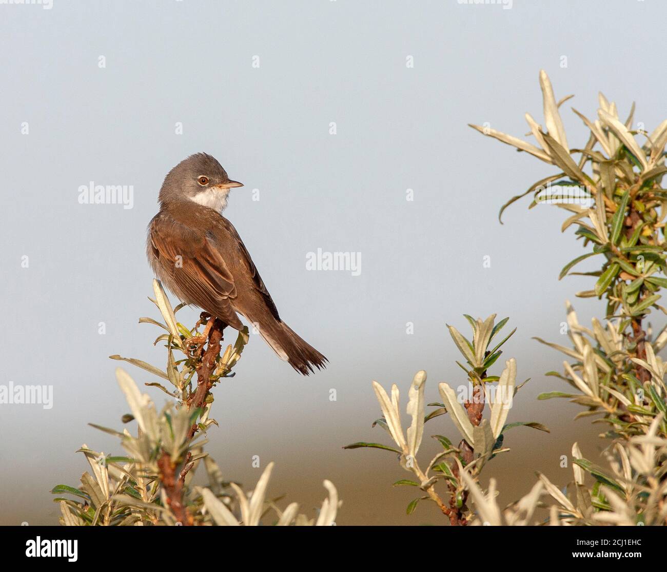 whitethroat (Sylvia communis), perched in top of a bush in coastal dunes, Netherlands, South Holland Stock Photo