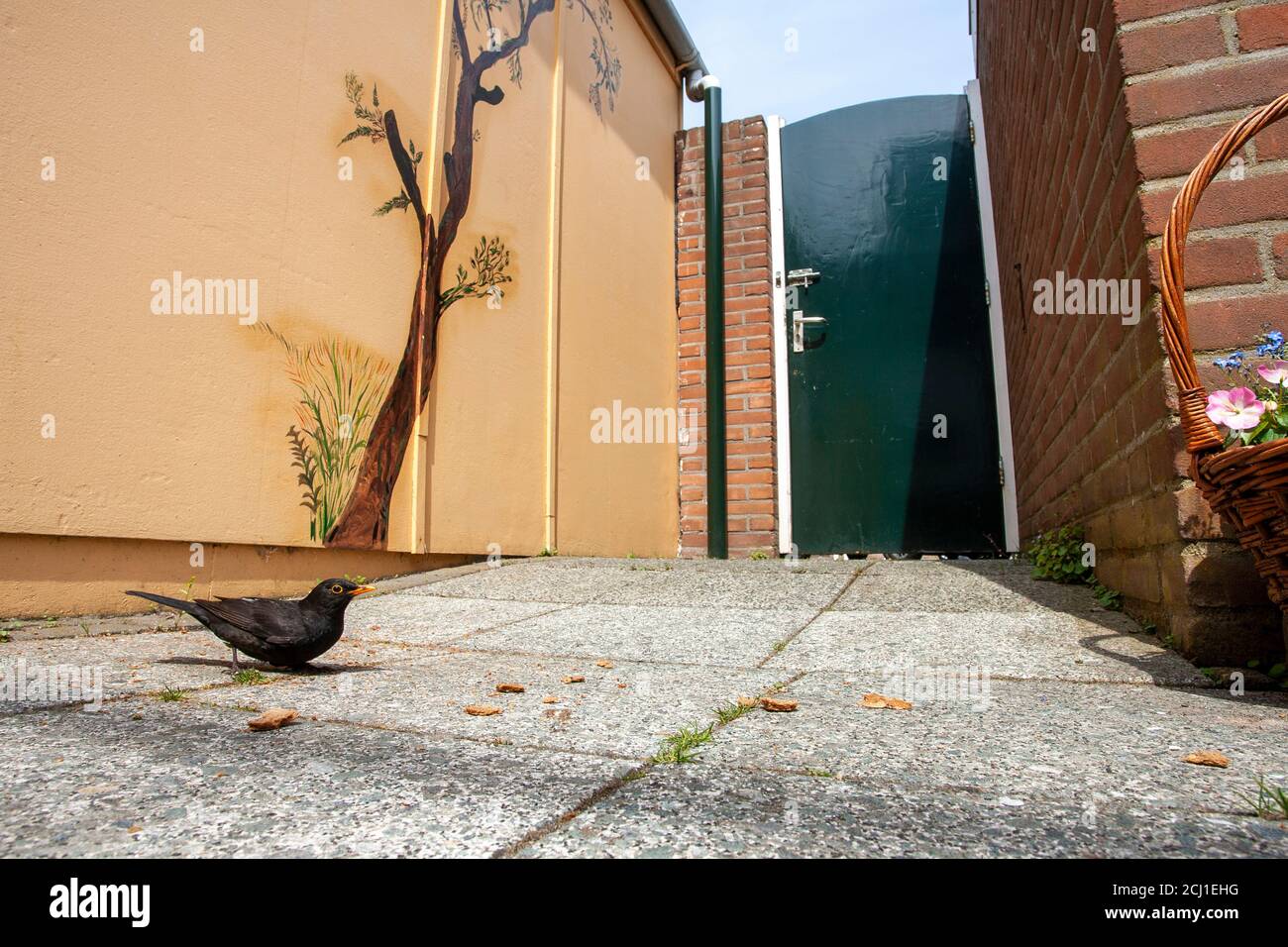 blackbird (Turdus merula), Male looking for food on the ground in an urban garden, Netherlands, Katwijk aan Zee Stock Photo