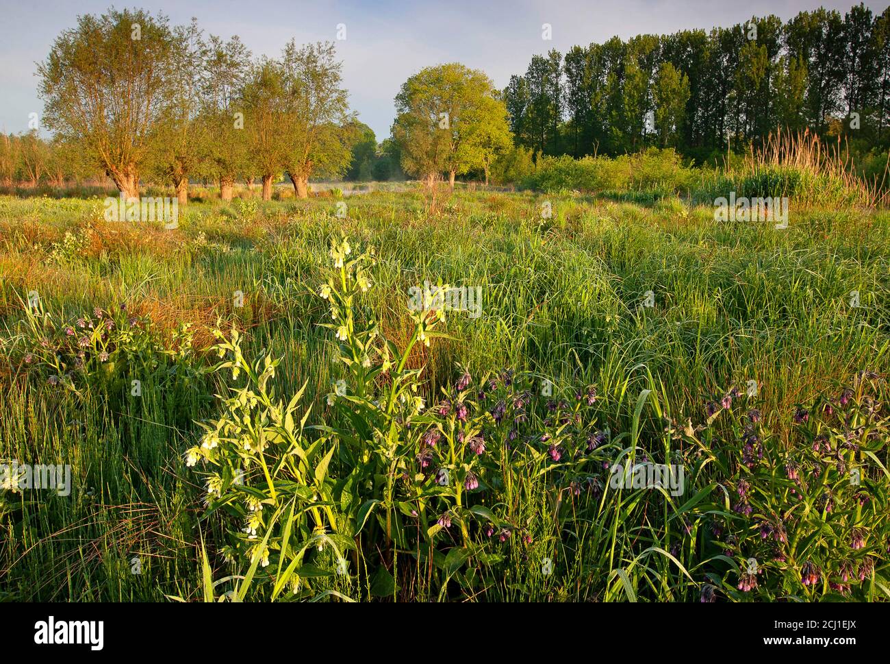 common comfrey (Symphytum officinale), blooming on a marsh meadow, Belgium, East Flanders, Heurnemeersen nature reserve, Heurne Stock Photo