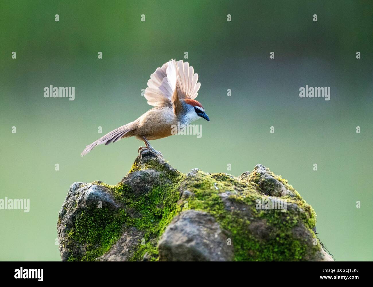 Chestnut-bellied Nuthatch (Sitta cinnamoventris), perched on a stone in river habitat, wings held high when taking off, China Stock Photo