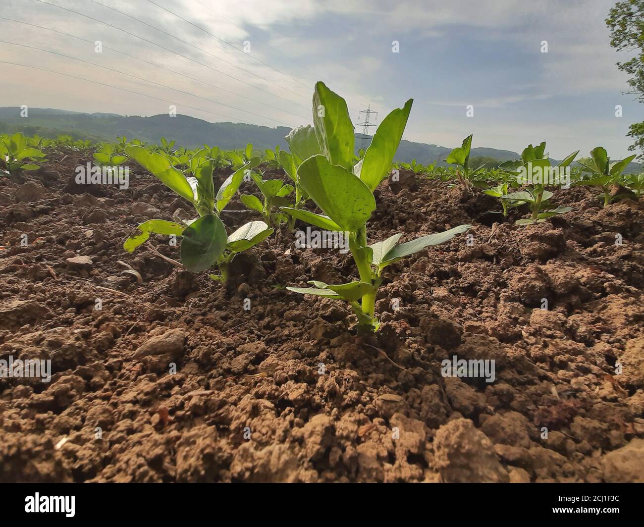 Broad bean, Fava bean, Faba bean, Field bean, Bell bean, Tic bean