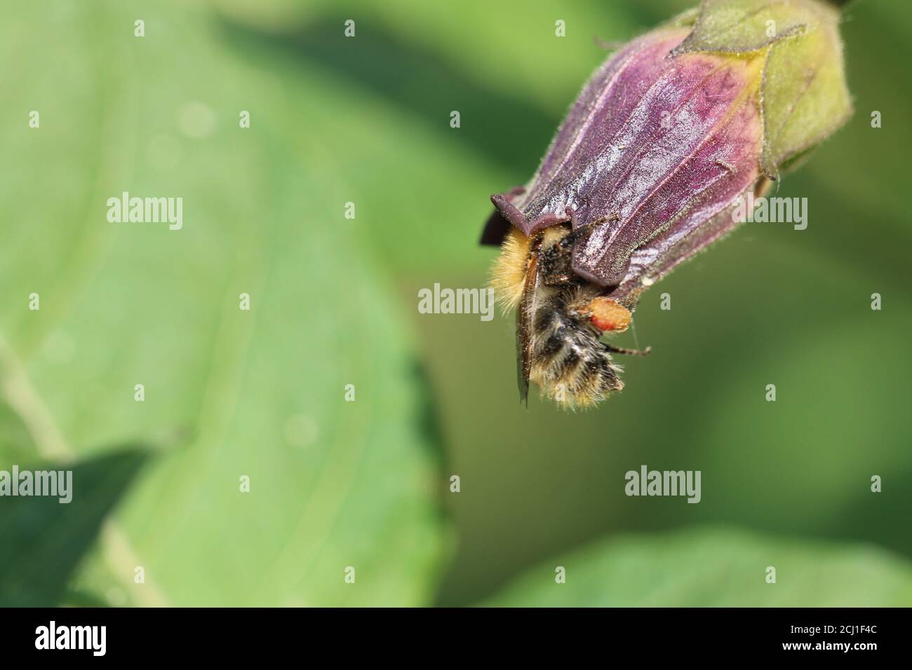 deadly nightshade (Atropa bella-donna, Atropa belladonna), flower with wild bee, Germany Stock Photo