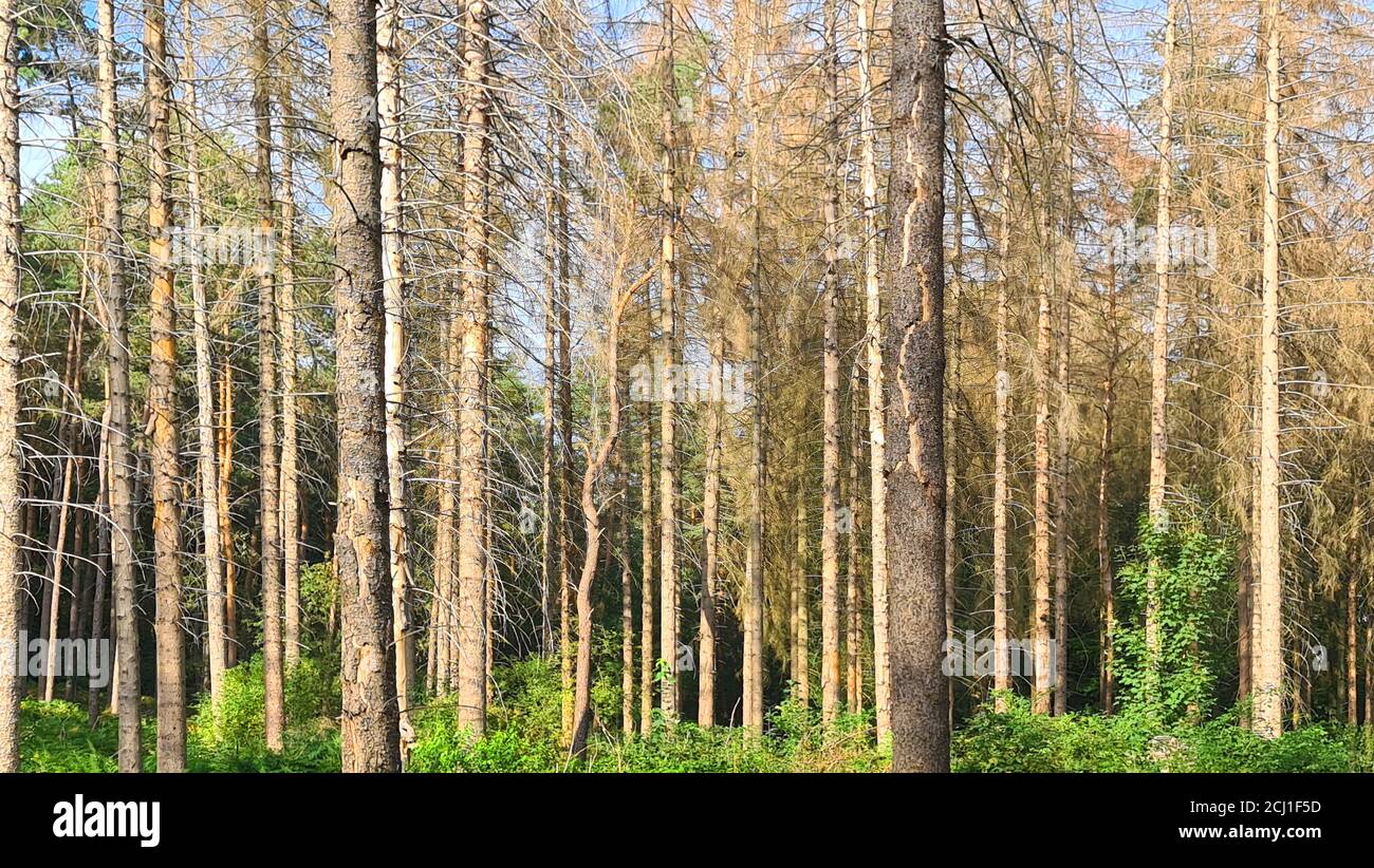Norway Spruce Picea Abies Dead Spruce Forest Caused By Dryness And Bark Beetle Germany North Rhine Westphalia Stock Photo Alamy