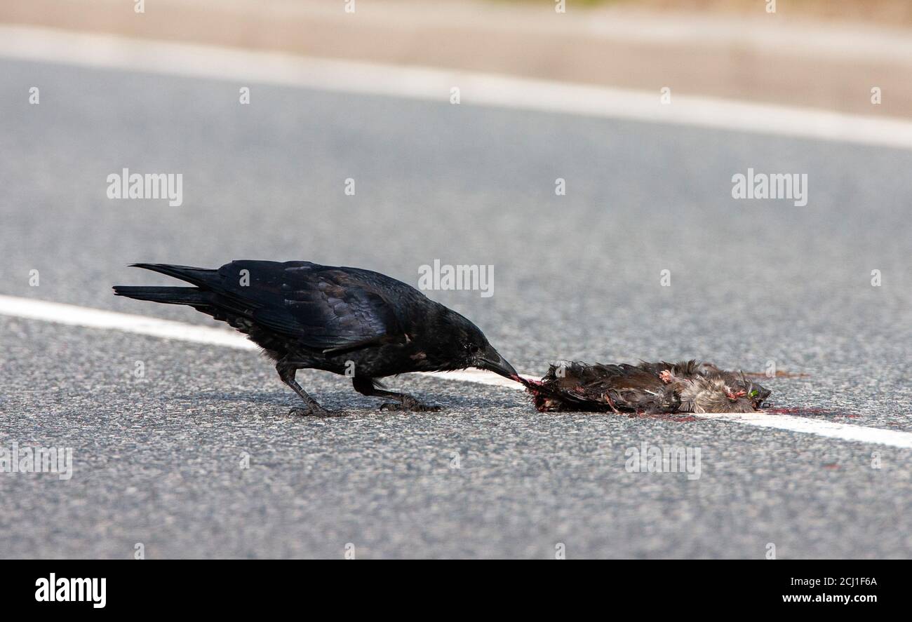 Crow eating dead crow hi-res stock photography and images - Alamy