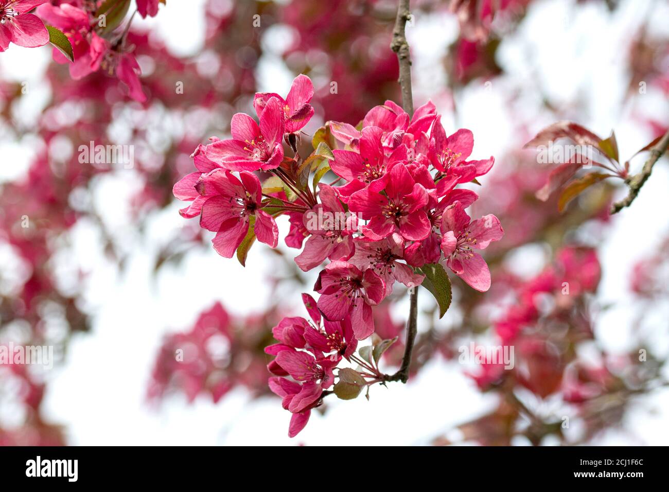 Ornamental apple tree (Malus 'Liset', Malus Liset), blooming branch of cultivar Liset Stock Photo