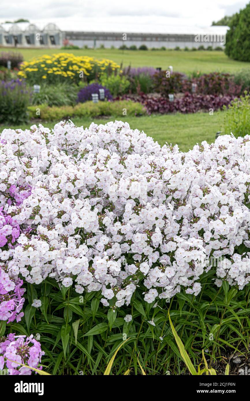 fall phlox, garden phlox (Phlox 'Fashionably Early Crystal', Phlox Fashionably Early Crystal), blooming, cultivar Fashionably Early Crystal, USA, Stock Photo