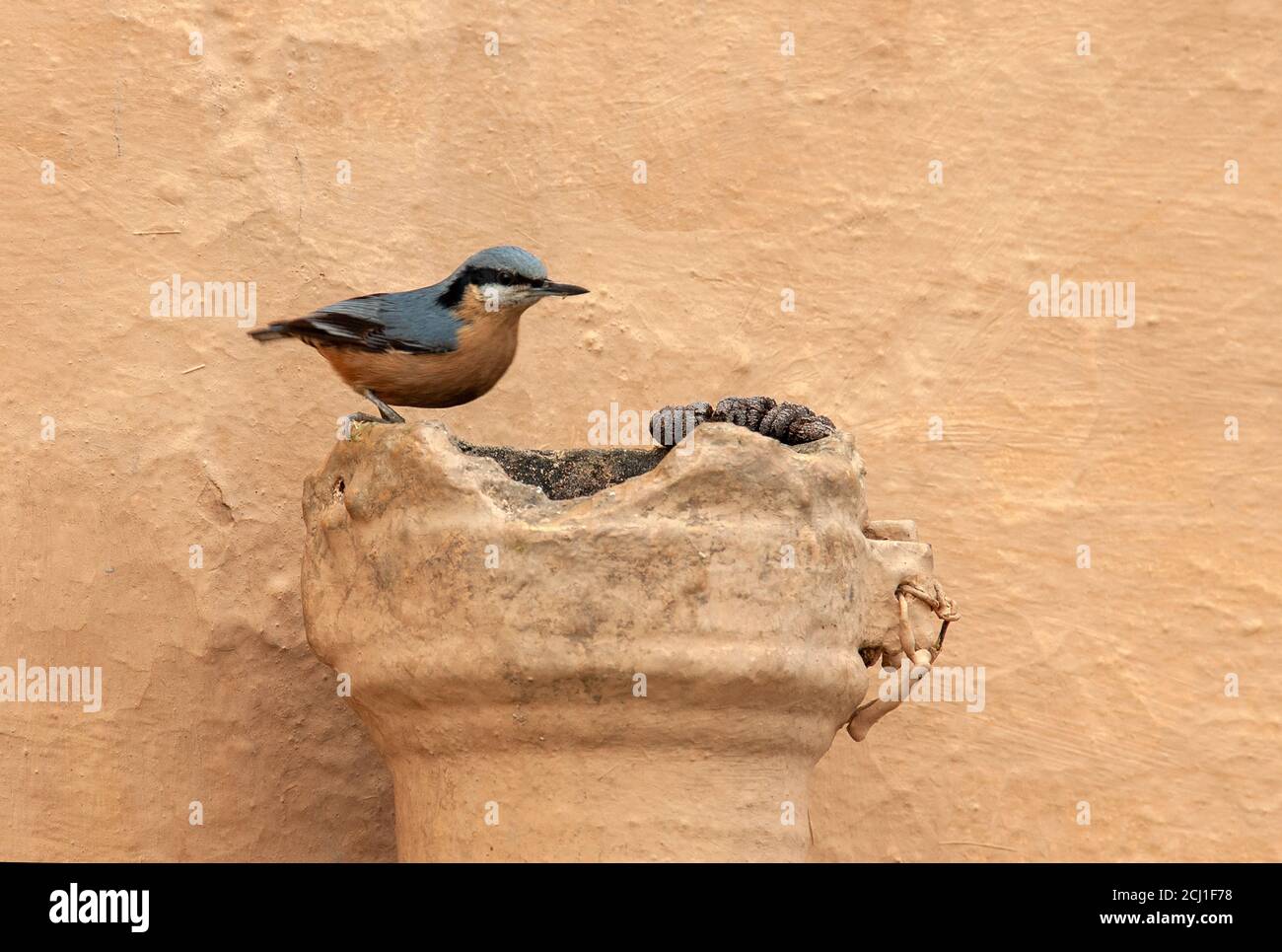 Chestnut-bellied Nuthatch (Sitta cinnamoventris), perched on old broken object, India Stock Photo