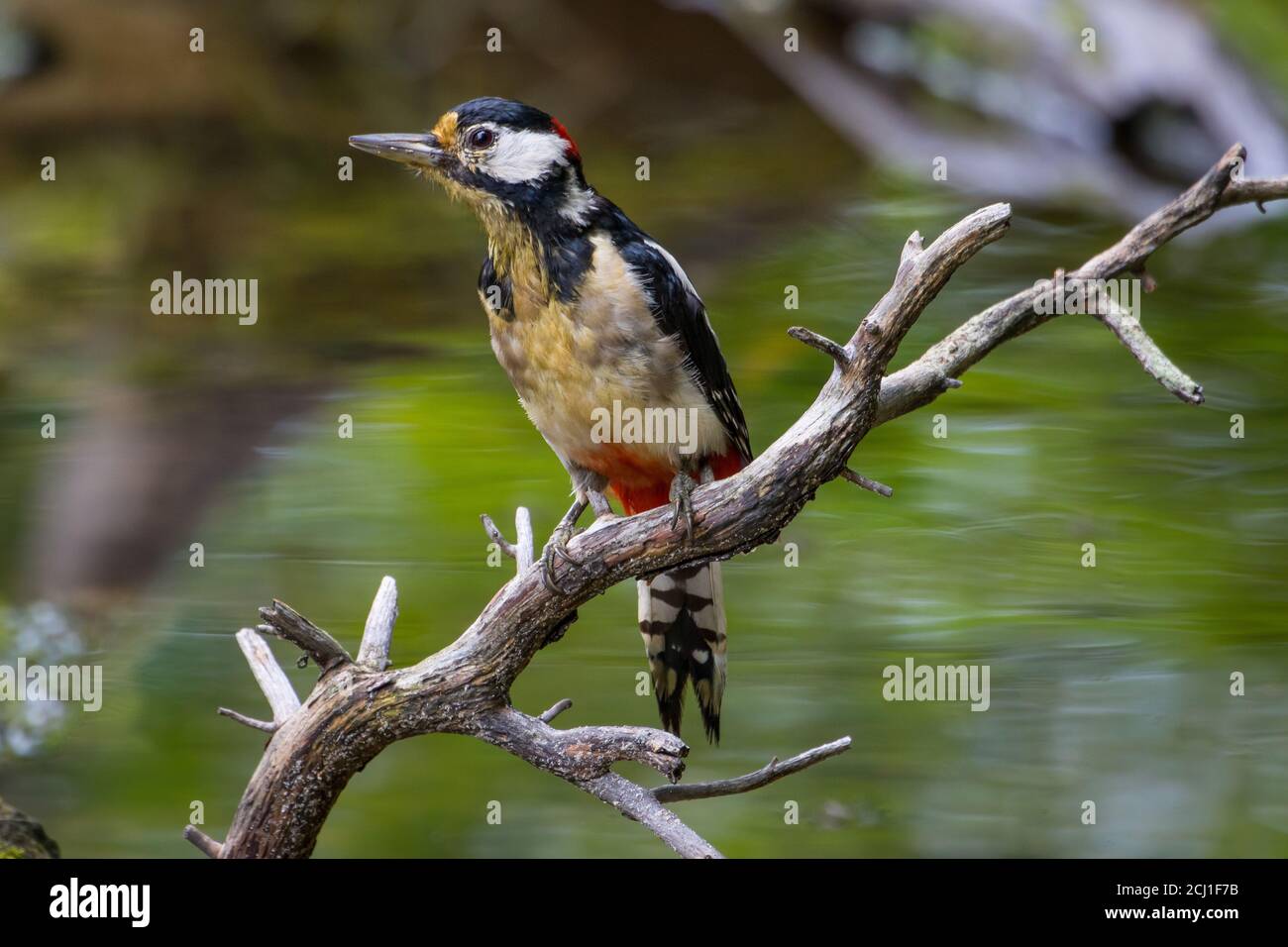 Great spotted woodpecker (Picoides major, Dendrocopos major), perched on a branch at a pons in forest, Switzerland, Sankt Gallen Stock Photo