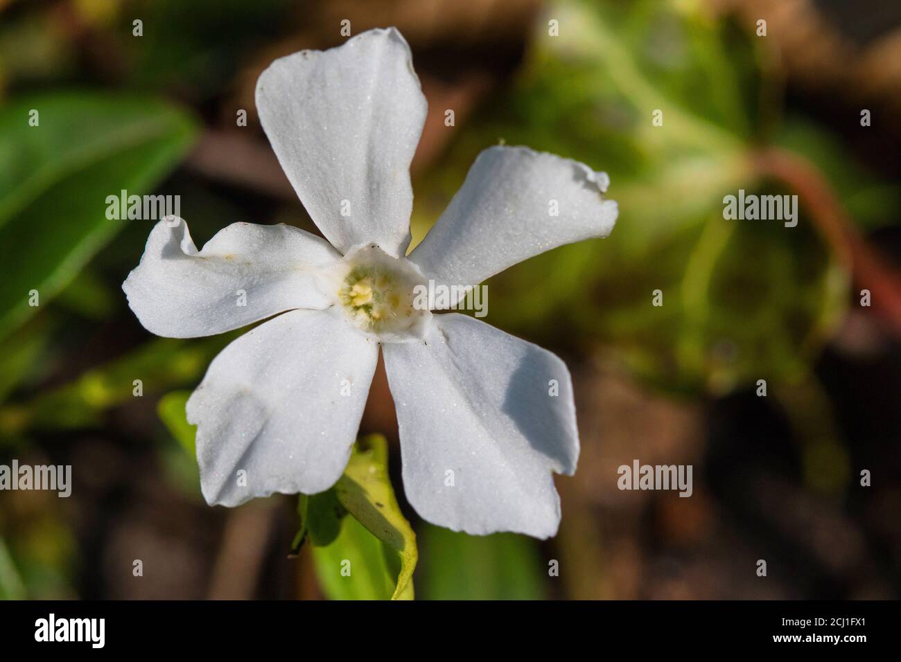 common periwinkle, lesser periwinkle, small-leaved periwinkle (Vinca ...