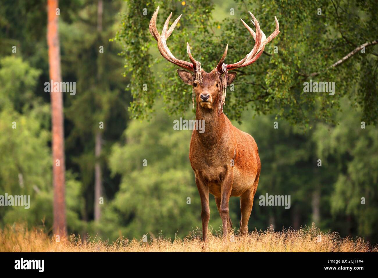 red deer (Cervus elaphus), after rubbing off the velvet in a glade in summer, Germany, Saxony, Erz Mountains Stock Photo