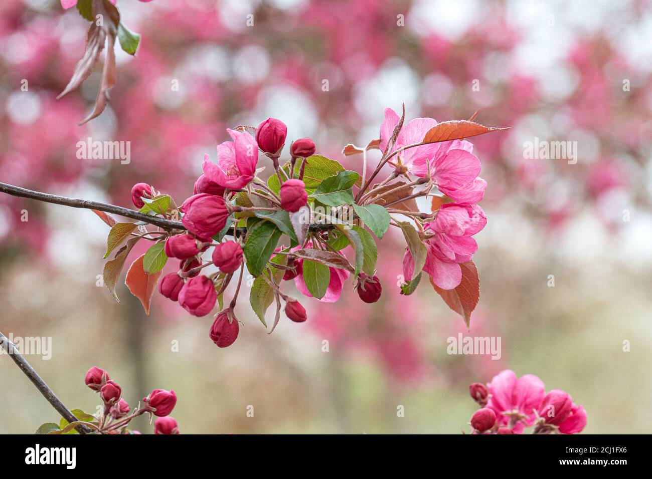 Ornamental apple tree (Malus 'Rudolph', Malus Rudolph), blooming branch of cultivar Rudolph Stock Photo