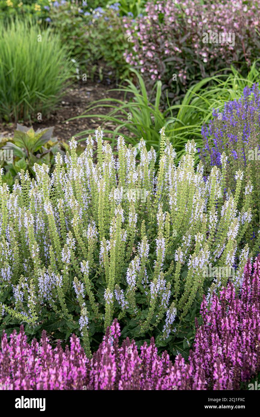 Woodland sage, Balkan clary, Wood sage (Salvia nemorosa 'Color Spieres Crystal Blue', Salvia nemorosa Color Spieres Crystal Blue), blooming, cultivar Stock Photo