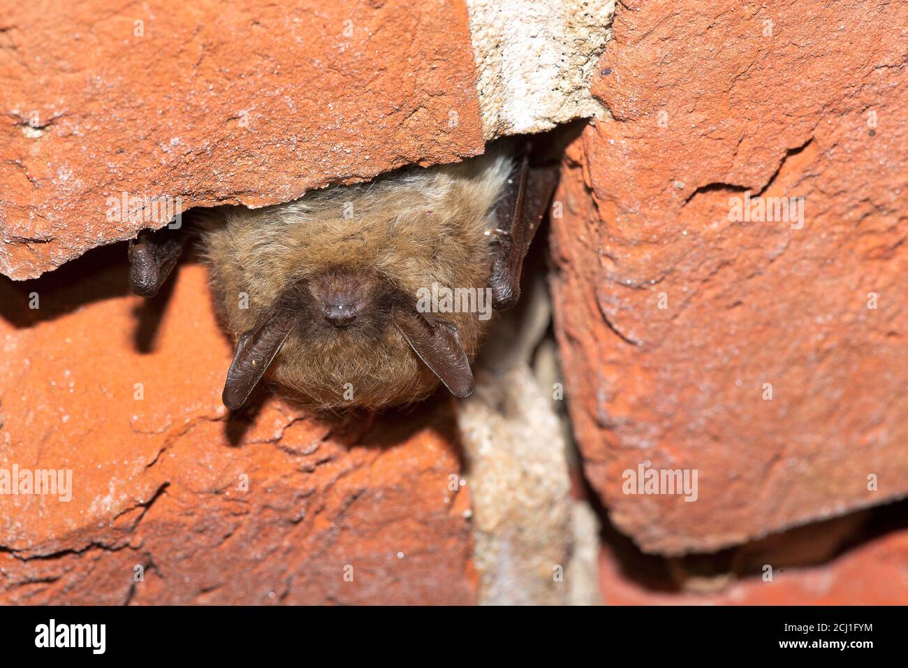 Hibernating animals hires stock photography and images Alamy