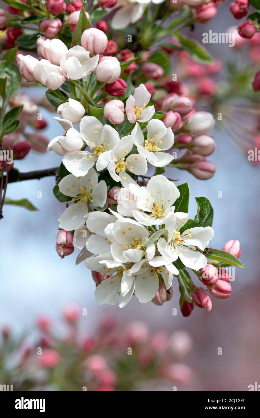 Ornamental apple tree (Malus 'Tina', Malus Tina), blooming branch of cultivar Tina Stock Photo
