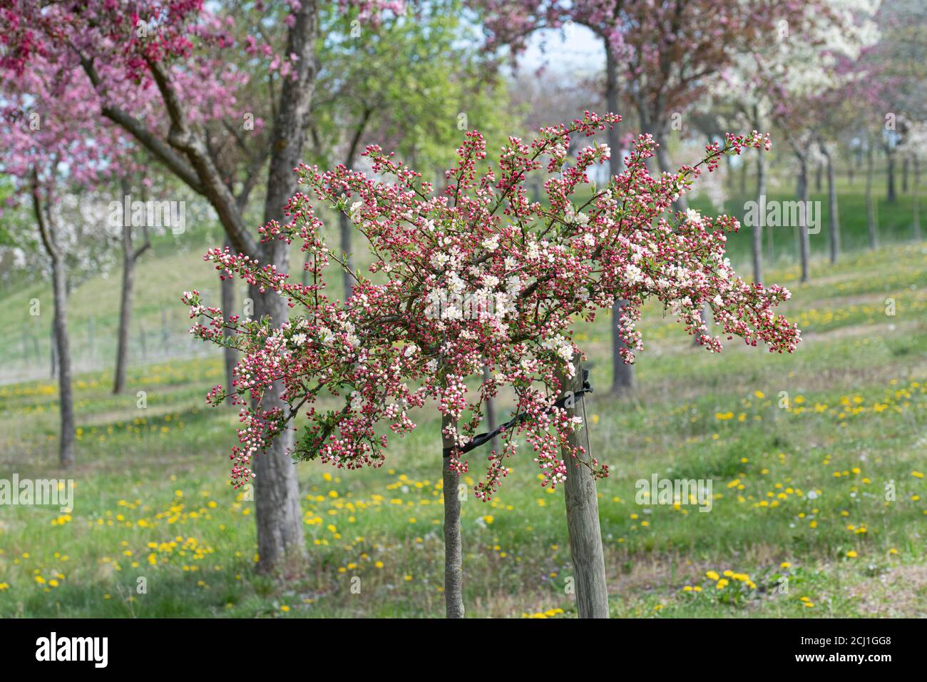 Ornamental apple tree (Malus 'Tina', Malus Tina), blooming tree of cultivar Tina Stock Photo