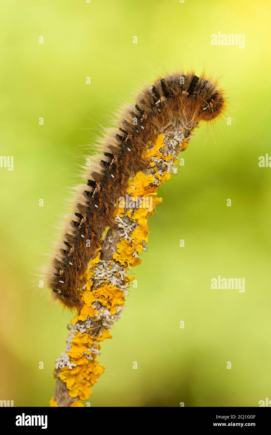 grass eggar (Lasiocampa trifolii, Pachygastria trifolii), caterpillar on a twig covered with lichens, Germany, Rhineland-Palatinate Stock Photo