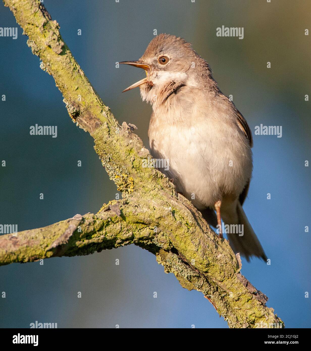 whitethroat (Sylvia communis), singing male, seen from the front, Netherlands, South Holland Stock Photo