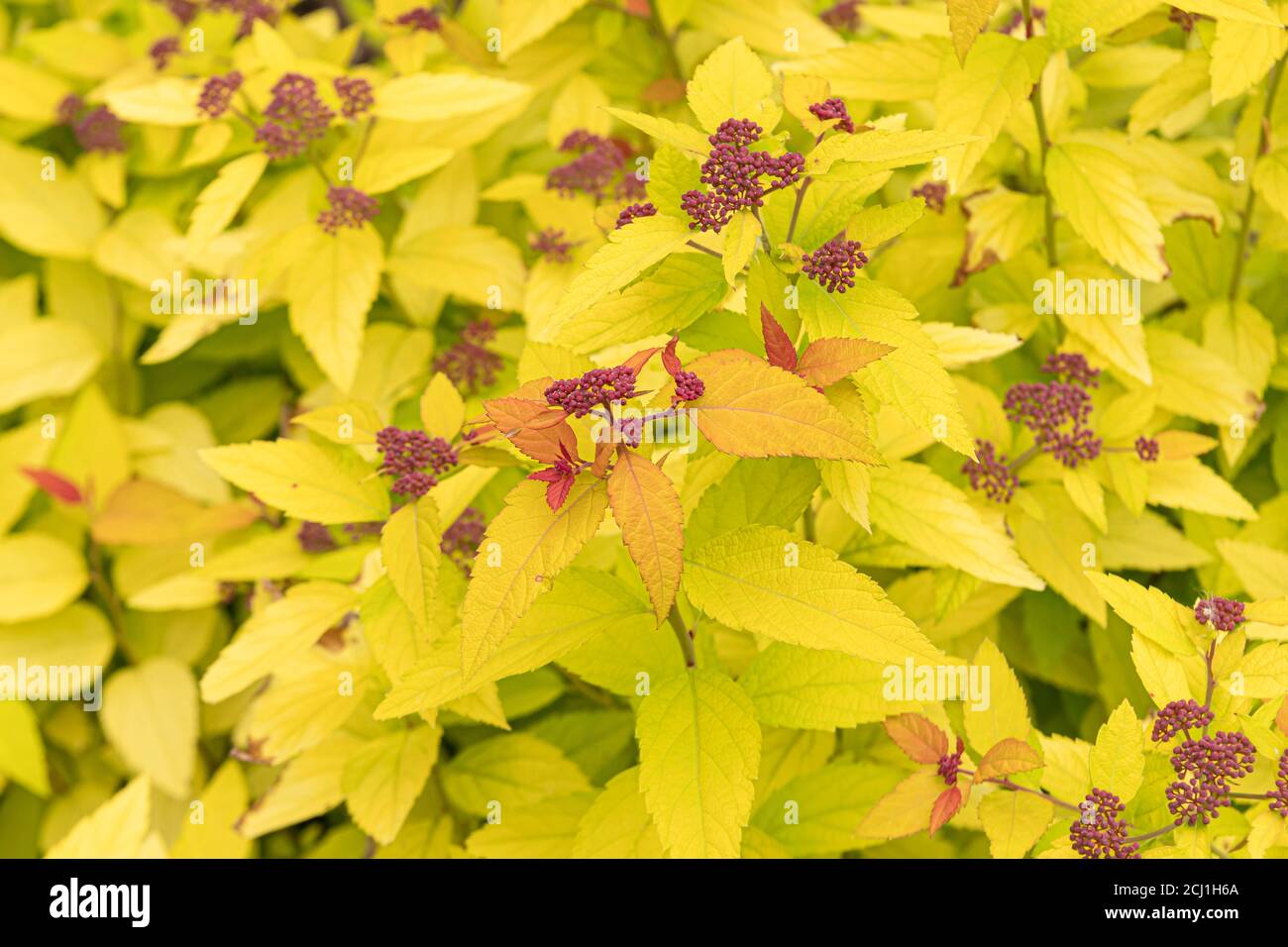 Spiraea japonica double play candy corn hires stock photography and