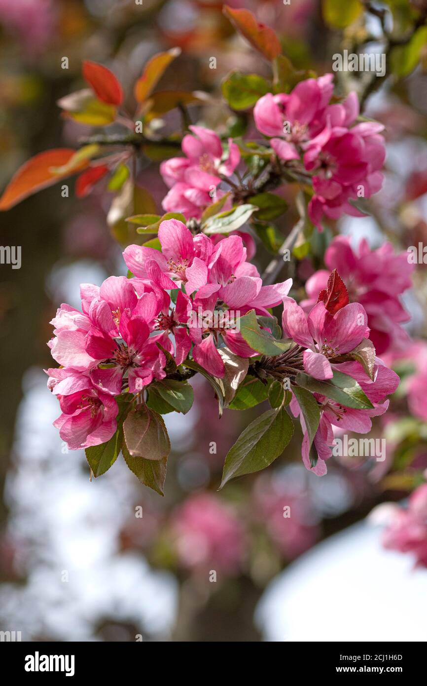 Ornamental apple tree (Malus 'Red Tip', Malus Red Tip), blooming branch of cultivar Red Tip Stock Photo