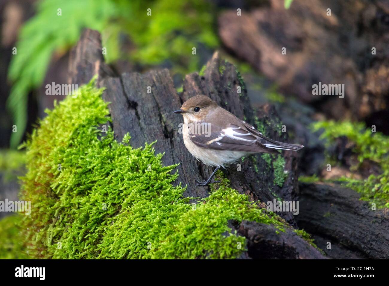 pied flycatcher (Ficedula hypoleuca), female perched on a mossy root, Switzerland Stock Photo