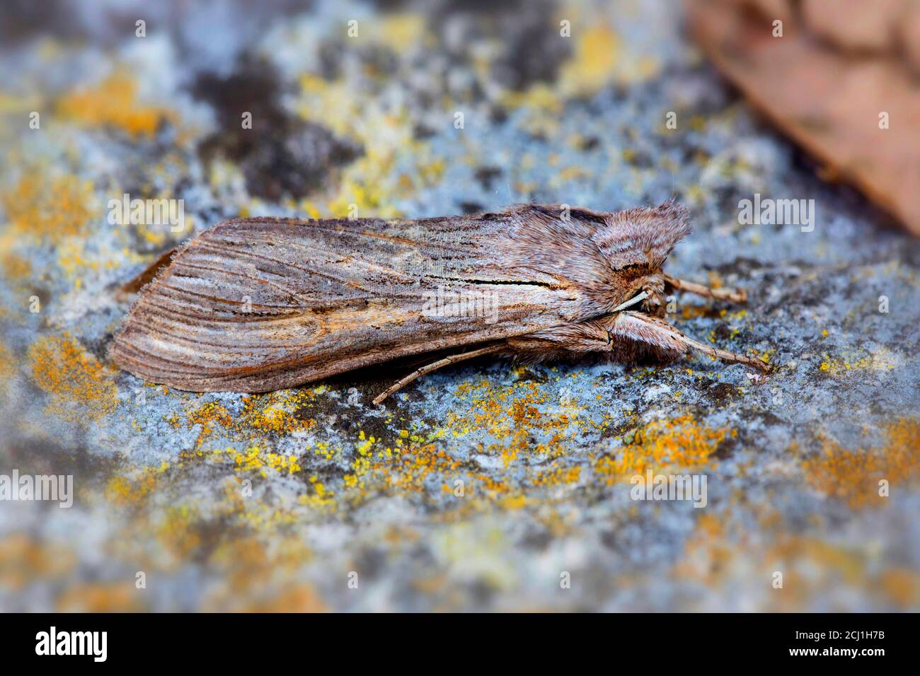 shark moth (Cucullia umbratica), sits on a stone covered with lichens, Germany Stock Photo