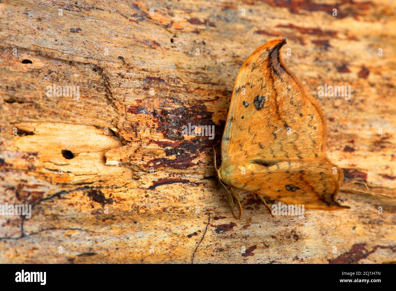 pebble hook-tip (Drepana falcataria), auf Holz, Germany Stock Photo