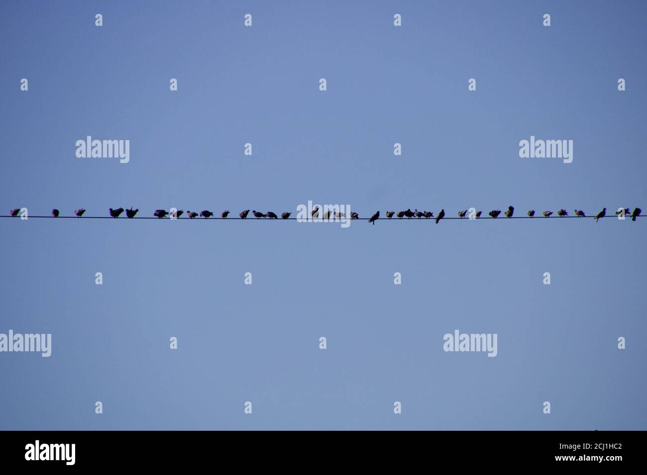 Group or set of birds aligned and resting on electric wires oriented horizontally. Stock Photo