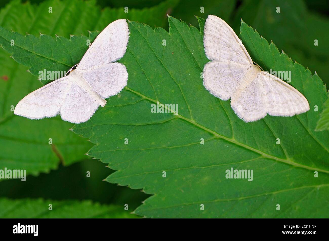 Cream wave, Cream wave moth (Scopula floslactata), two Cream waves on a leaf, Germany, Bavaria Stock Photo
