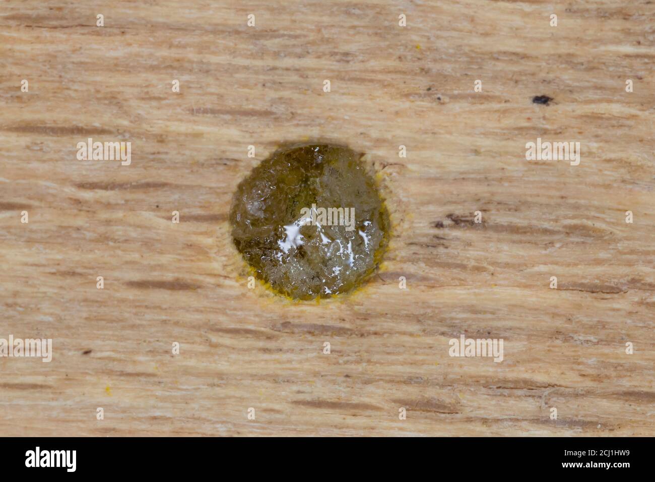 Heriades (Heriades truncorum, Osmia truncorum), seal of the nest, opening is closed wit resin, Germany Stock Photo