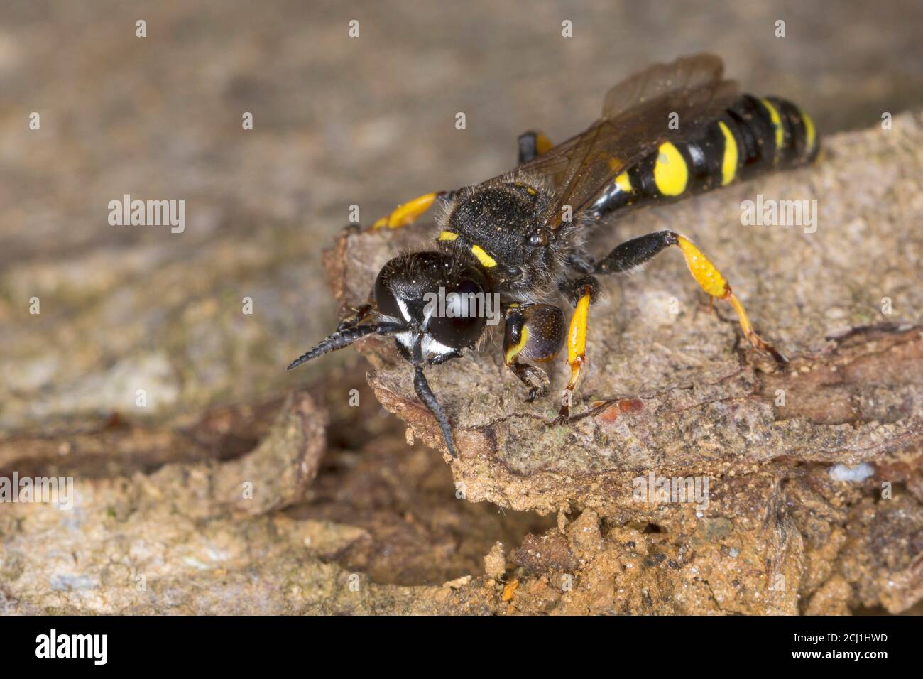 slender-bodied digger wasp (Crabro cribrarius), male, Germany Stock Photo