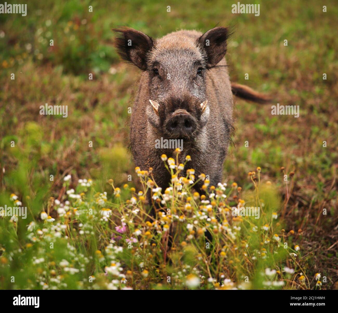 wild boar, pig, wild boar (Sus scrofa), tusker secures on fallow ground with chamomiles, Germany Stock Photo