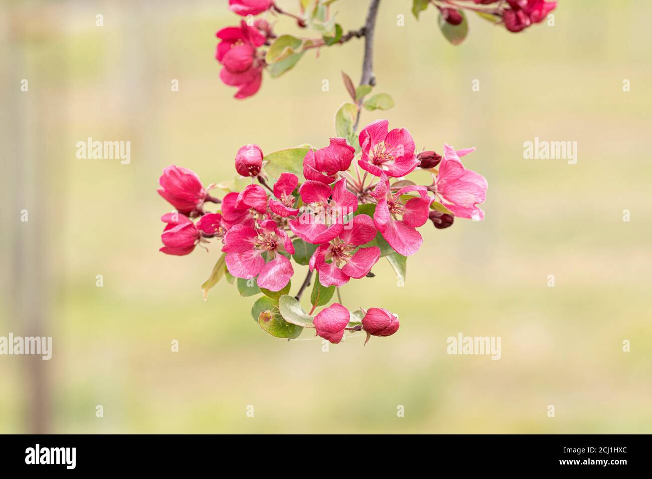Ornamental apple tree (Malus 'Indian Magic', Malus Indian Magic), blooming branch of cultivar Indian Magic Stock Photo