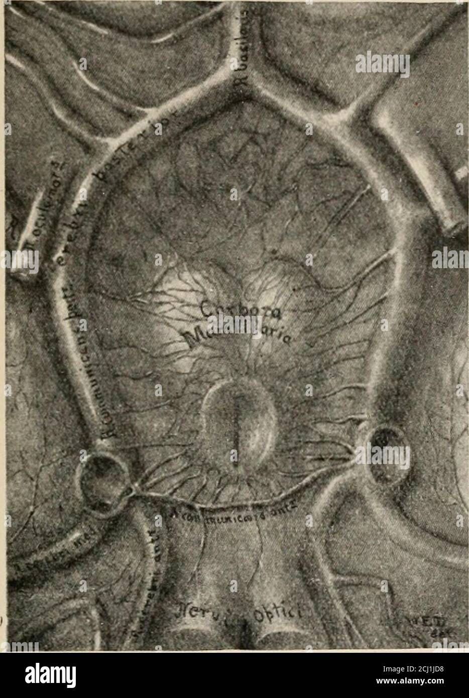 Pars nervosa pituitary hires stock photography and images Alamy