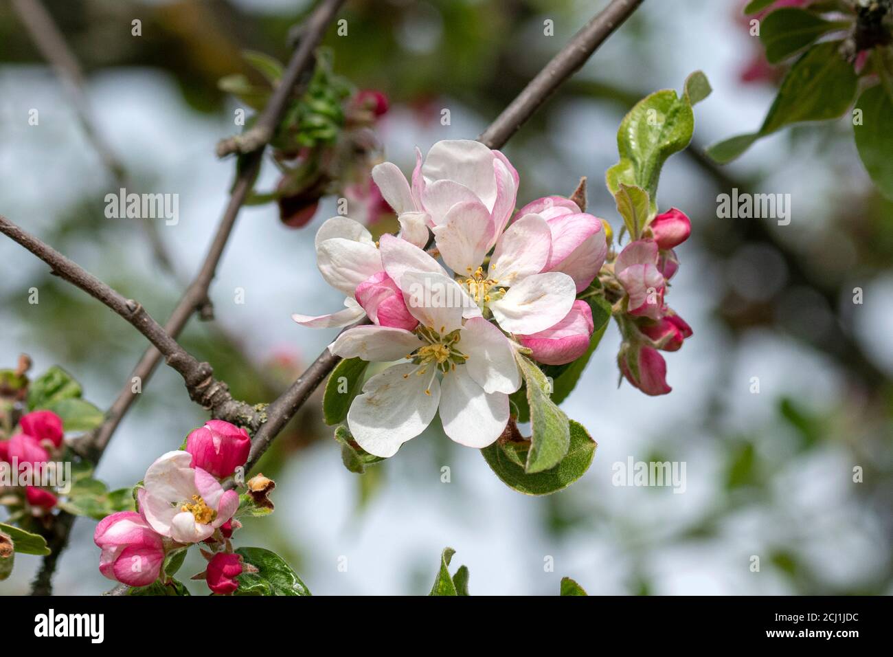 Ornamental apple tree (Malus 'Striped Beauty', Malus Striped Beauty), blooming branch of cultivar Striped Beauty Stock Photo