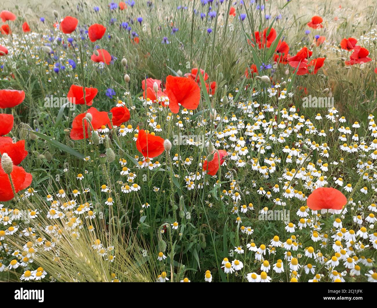 Acres of wildflowers hi-res stock photography and images - Alamy