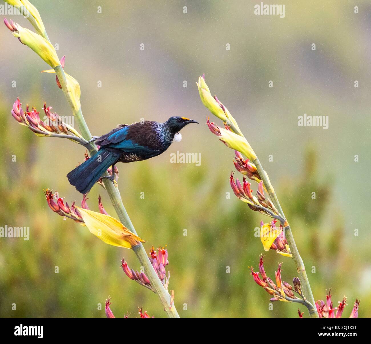 Chatham Island Tui (Prosthemadera novaeseelandiae chathamensis, Prosthemadera chathamensis), perched on a stem of a tropical plant during light rain, Stock Photo