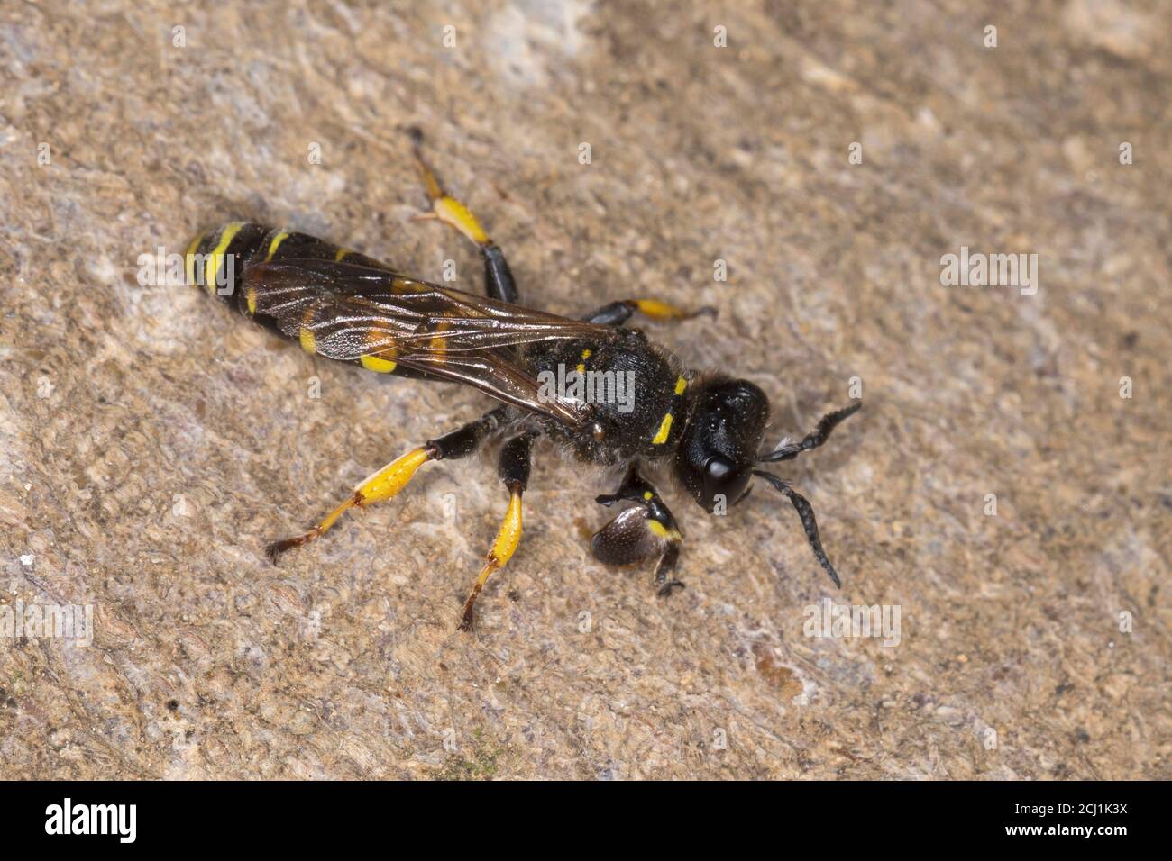 slender-bodied digger wasp (Crabro cribrarius), male, Germany Stock Photo