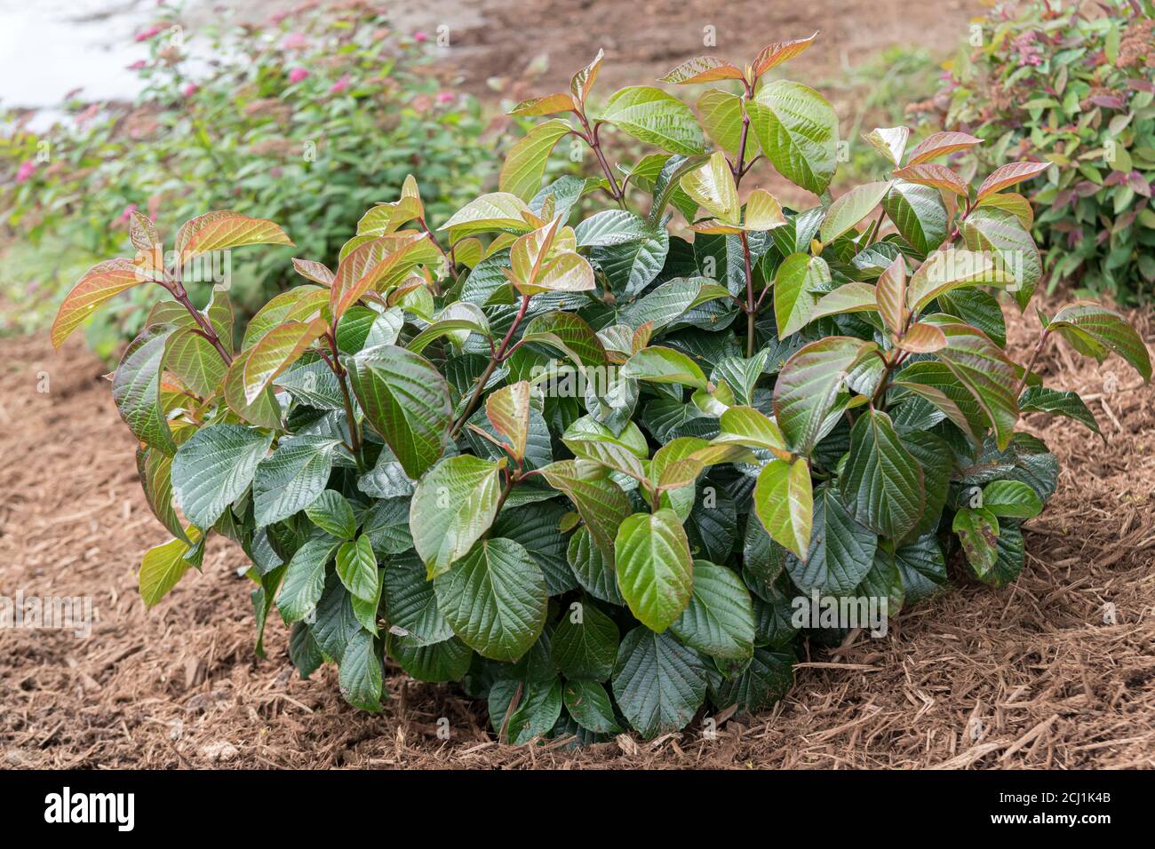 Viburnum (Viburnum 'Shiny Dancer', Viburnum Shiny Dancer), cultivar Shiny Dancer, USA, Michigan Stock Photo