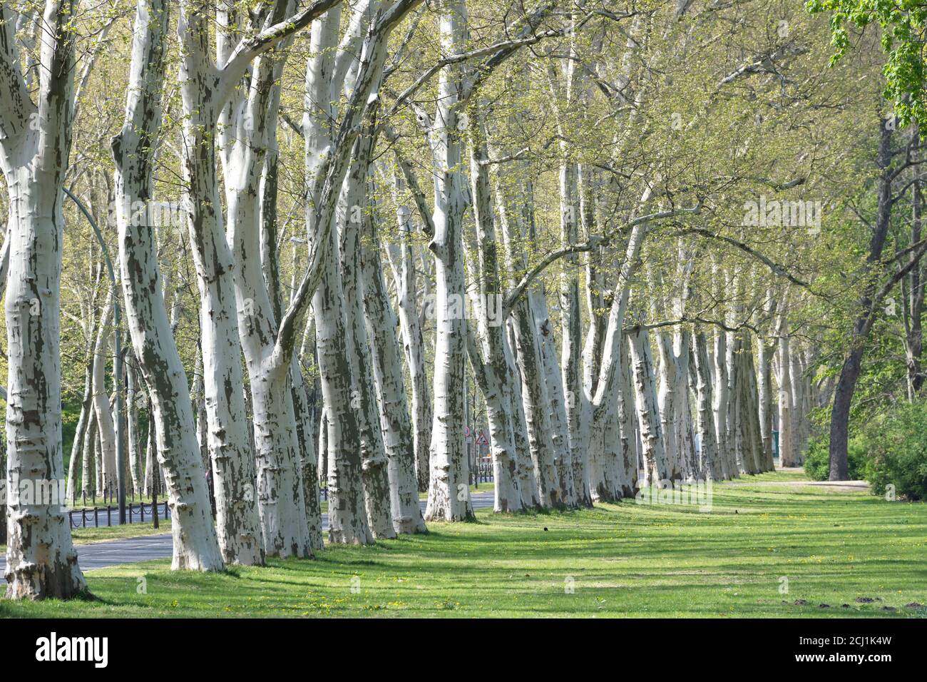 European plane, maple-leaved plane, London plane, London planetree (Platanus hispanica, Platanus x hybrida, Platanus hybrida, Platanus acerifolia), Stock Photo