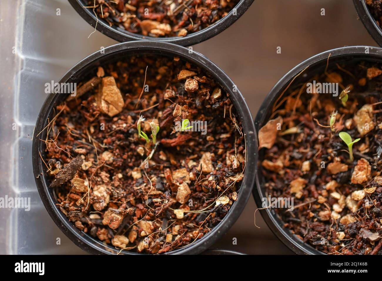 Closeup shot of small seedlings growing in black plastic pots Stock ...