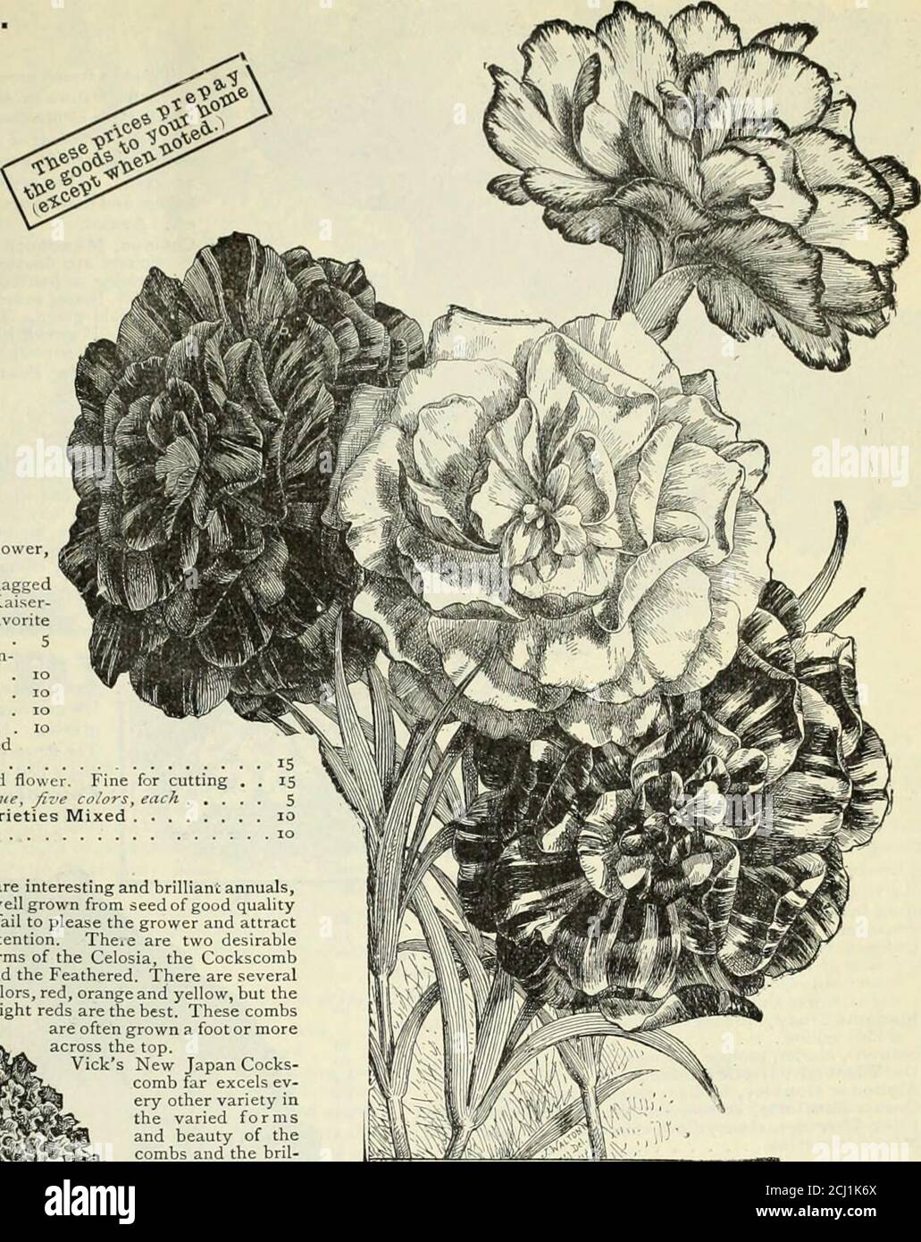 Vick's garden and floral guide . ^^^^^^^1^ Crimson Giant, one of the  largest and l brightest of the Cockscombs 10 Ij g^*- Glasgow Prize, fine  dwarf, dark leaves 1 .: V^jK.