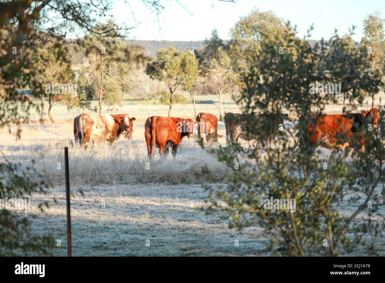 Beautiful view of cows grazing in the meadow Stock Photo - Alamy