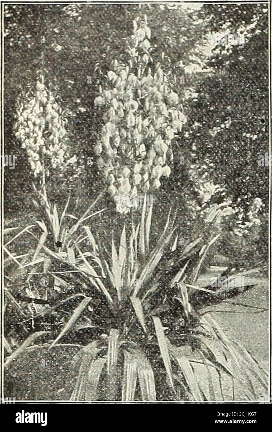 . Dreer's autumn 1904 catalogue . f native plant&gt; pure white flowers; spring.Trillium ( Wood Lily, or Wake Robin). Erectum. Purple Wood-Lily : very early. Grandiflorum. The handsome white Wake-Robin.Tradescantia (Spider-wort). Virginica. Succession of purple flowers all summer; 2 ft. Virginica Alba. White-flowered. Coerulea. Bright blue flowers.Trollius Europacus (Globe Flower). Flowers like a giant buttercup; all summer; 1 ft. Caucasicus, Orange Globe. Deep orange. 35 cts. each; $3.50 per doz.Tunica Saxifraga. Dwarf, tufted plant; bright pink. 25 cts. each ; $2.60 per doz.Valeriana Coccine Stock Photo