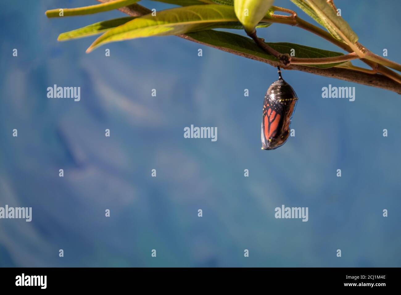 Monarch Trinity, Danaus plexippuson, Caterpillar, Chrysalis,clear stage on swamp milkweed blue background Stock Photo