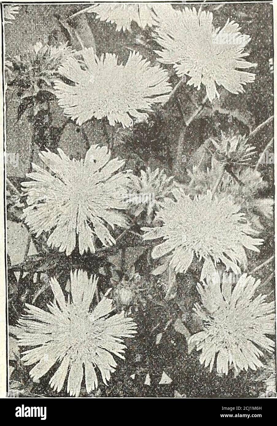 . Dreer's autumn 1904 catalogue . ve yellow flowers in Sept.; 4 ft.Rhexia Virginica (Meadoio Beauty). A handsome dwarf plant, rosy-purple blossoms in summer.Salvia Azurea Grandiflora (Meadow Sage). Sky-blue flowers in great profusion ; Aug. and Sept.; 3 to 4 ft. Argentea. Large woolly-white foliage; flowers whitish with purple. Pratensis. Spikes of deep blue; June to August; 3 ft. 25 cts. each ; .$2.50 per doz.Saxifraga Crassifolia (Magasea). Large, handsome ever-green foliage, with white or pink flowers in early spring; 1 ft.; six varieties. 25 cts. each; $2.60 per doz.Scabiosa Caucasica. A c Stock Photo