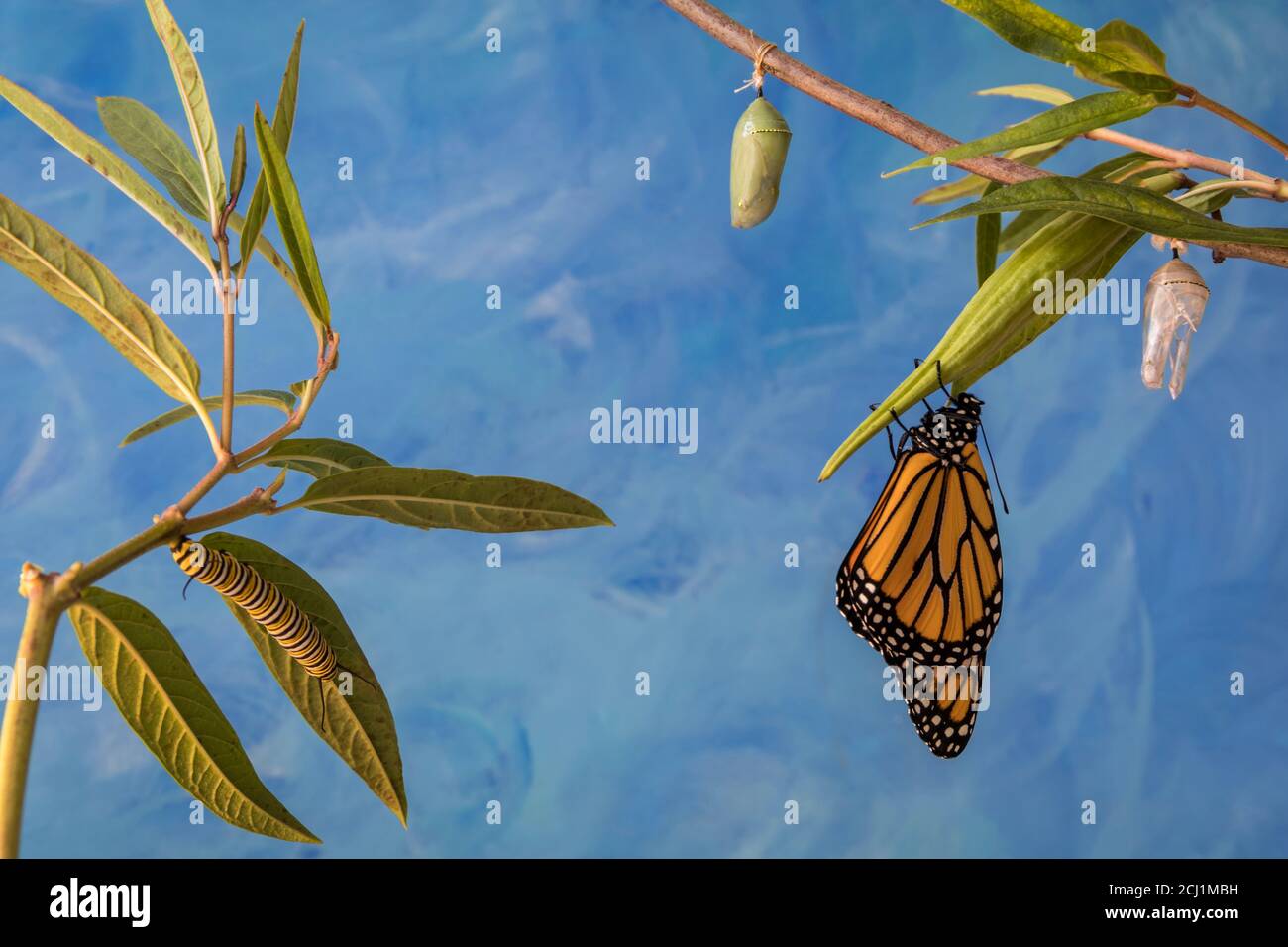 Monarch Trinity, Danaus plexippuson, Caterpillar, Chrysalis, and newly emerged Butterfly on swamp milkweed blue background Stock Photo