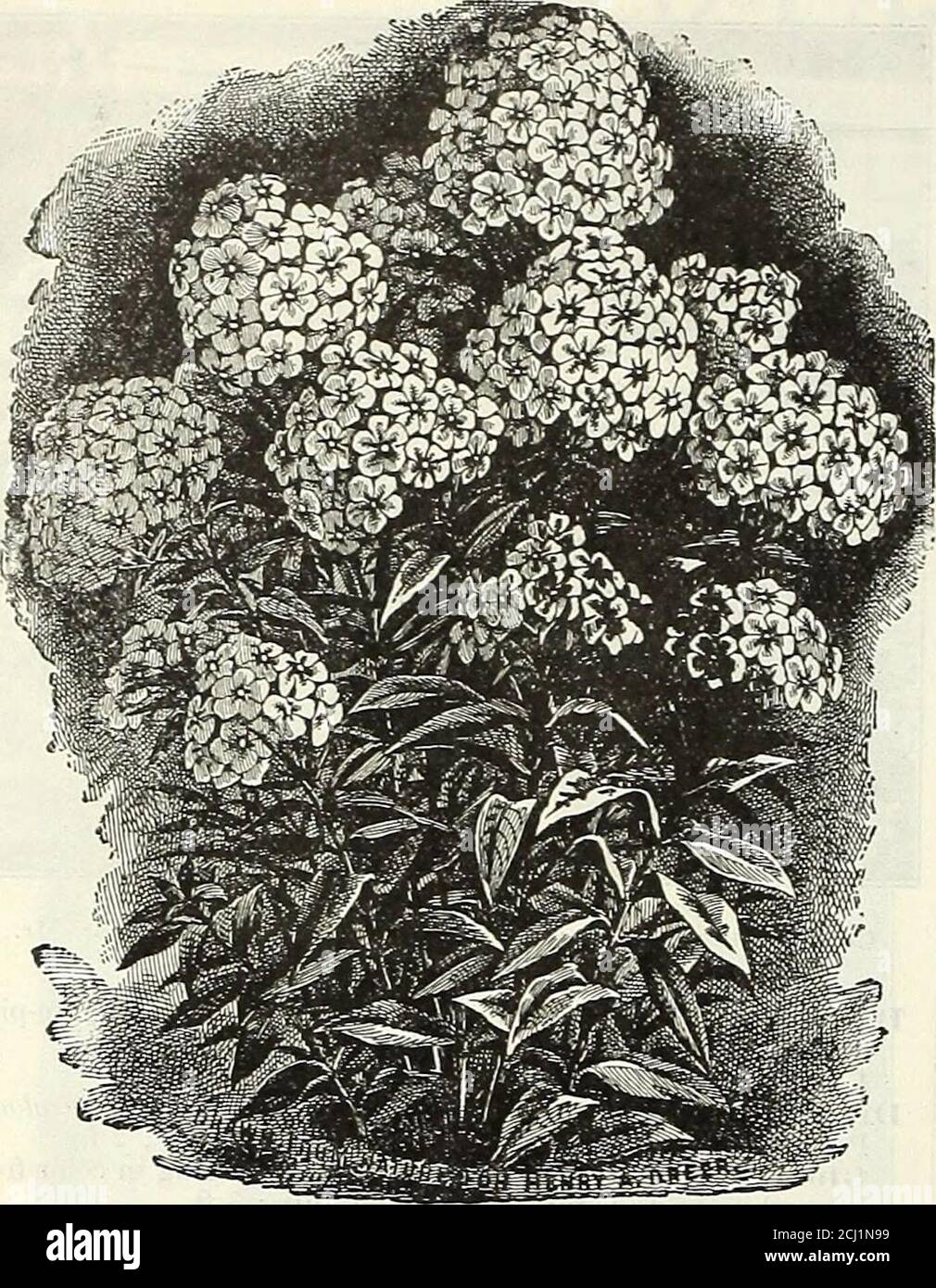 . Dreer's autumn 1904 catalogue . urge). Umbels of white flowers; June to August; 18 in.Gaillardia GrandiHora (Blanket Floxver). One of the showiest hardy perennials, blooming throughout the entire season; large, gorgeous flowers of crimson and gold ; 2 ft.Geranium Sanguinetim {Cranes Bill). Bi-ight crimson flowers all summer; 18 inches. Sanguineum Album. Pure white.Glechoma, or Nepeta ( Variegated Groundsel, or Ground Tin/). A valuable variegated creeper for rockery. 10 cts. each; $1.00 per doz.Gypsophila Paniculata (Jiabys Breath). Large panicles of minute white flowers in August and Septemb Stock Photo