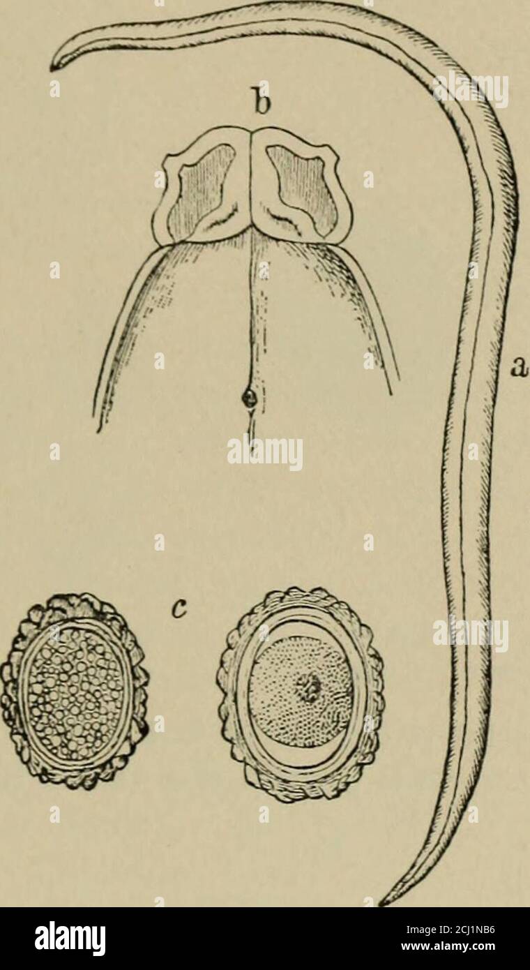 . A manual of clinical diagnosis by means of microscopical and chemical methods, for students, hospital physicians, and practitioners . ars to be common in elephants. Distoma Baanatobium and Distoma pulmonale are described in the; 7 :oid the Sputum, respectively. .1 o.—The annelides are very common intestinal par and :  - As: = r.5 Jm:r.:::de5. Linne* Fig. M is the ylmdrieally shapeds in children and in the insane. The head consists : three projc : lips, which are provided with and- . The male meas pes a) a; 215 mm., the female a mm. in length. TL - 1 of the male is rolled up on its ventral s Stock Photo